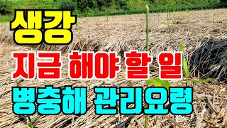 생강 지금 해야할 병충해 관리방법
