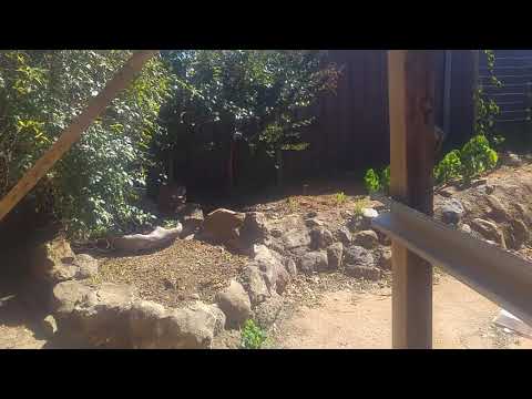 Early April frost kicks nwo garden's butt😥