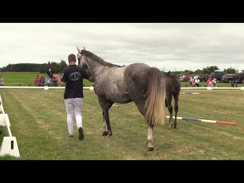 Holsteiner Fohlenschau Föhr 2022 | SF | Coquetto x Baloubet d.R. x Casall | St. 890 | H. Martensen