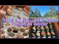 Keppel Bay Shell Show In Yeppoon Unboxing The Seashell Purchases Shell Shells