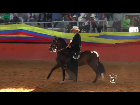 VENDAVAL, GRAN CAMPEON RESERVADO Trocha y galope TABIO GRADO A 2016