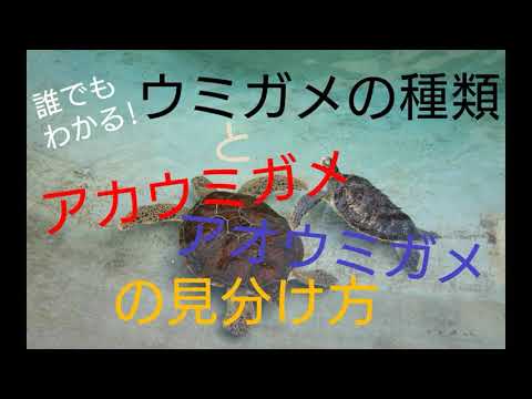 ウミガメの種類