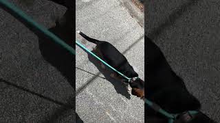 Video preview image #1 Beagle Puppy For Sale in Dunnellon, FL, USA