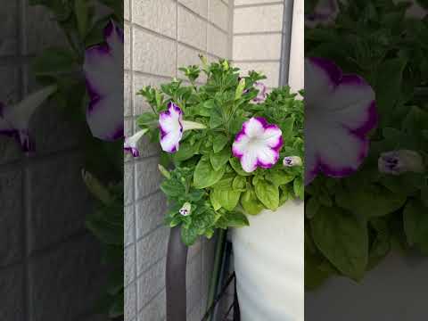 プールでの越冬：プールを大切にするために知っておくべきことすべて！  庭園