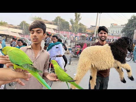 4th Day Of Pet shopping😍 Aj To Maza He Aagea Mandi Main😘