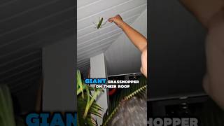They found a rare giant grasshopper🤯(@ruddy_maridas90) #grasshopper #funnyvideo #funnyshorts #viral