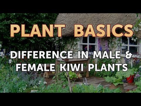 How to Dry an Overwatered Plant