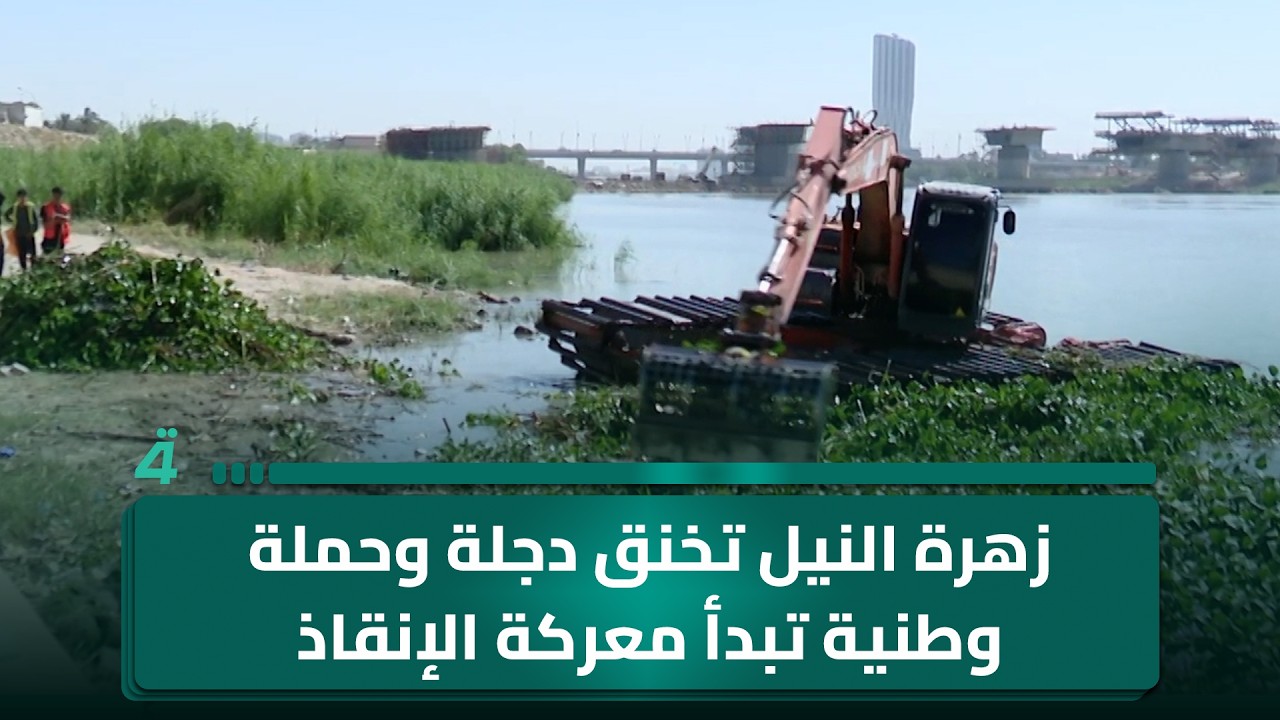 فيديو | زهرة النيل تخنق دجلة وحملة وطنية تبدأ معركة الإنقاذ