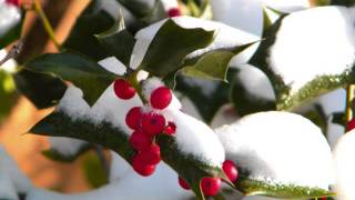 WILLIE NELSON -- NO PLACE BUT TEXAS -- WILLIAM LOCKMILLER PHOTOGRAPHY