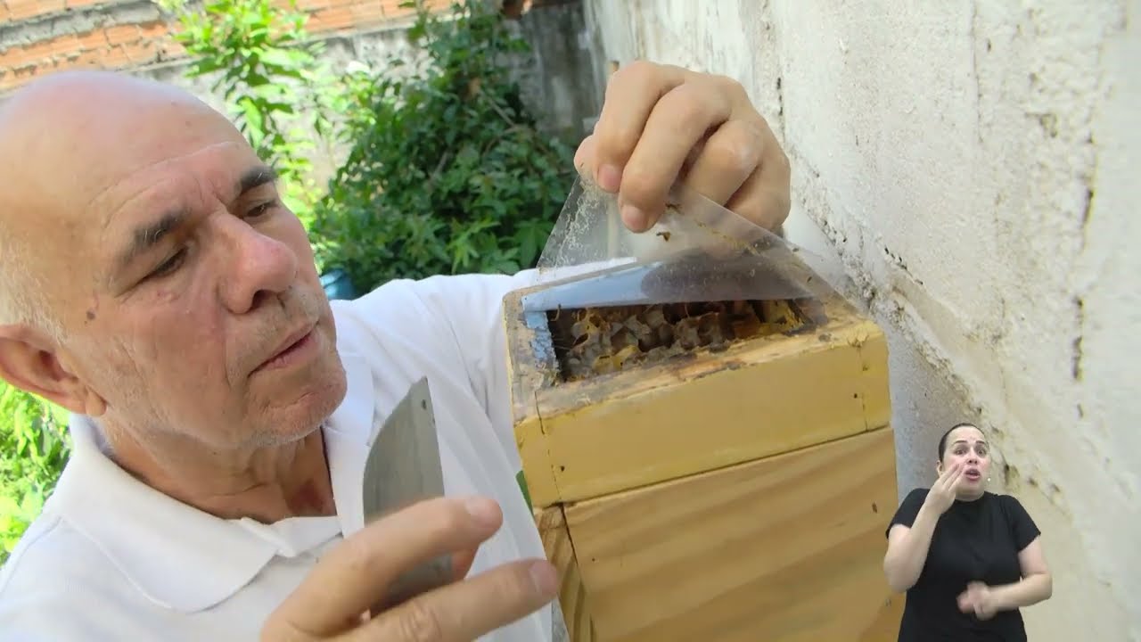 PROJETO DE LEI VISA PROTEGER AS ABELHAS SILVESTRES NATIVAS