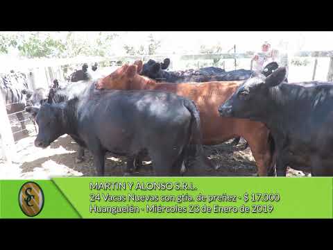23-01-19 - Venta de Vientres - Martín y Alonso S.R.L. - Huanguelén