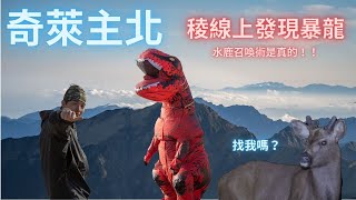 奇萊主北兩天一夜｜在奇萊稜線上遛恐龍｜黑色奇萊史詩級雲海大景｜奇萊草原的水鹿都好巨｜恐龍到底怎麼叫？｜