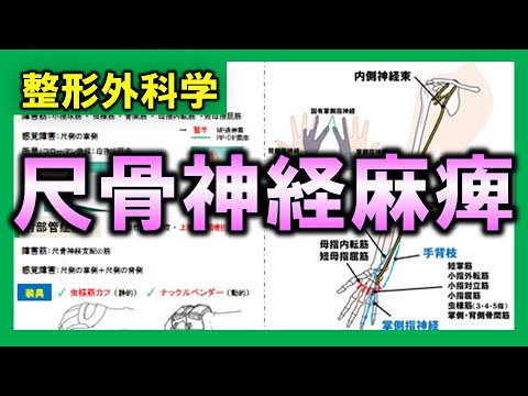 尺骨について詳しく解説