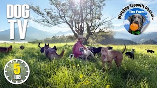 Dog TV Daycare 🐶 Real Life Dog Entertainment 🐶 YouTube Videos For Dogs to Watch 🐶 Prevent Anxiety
