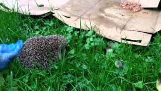 preview picture of video 'Hedgehog Rescue in North Devon'