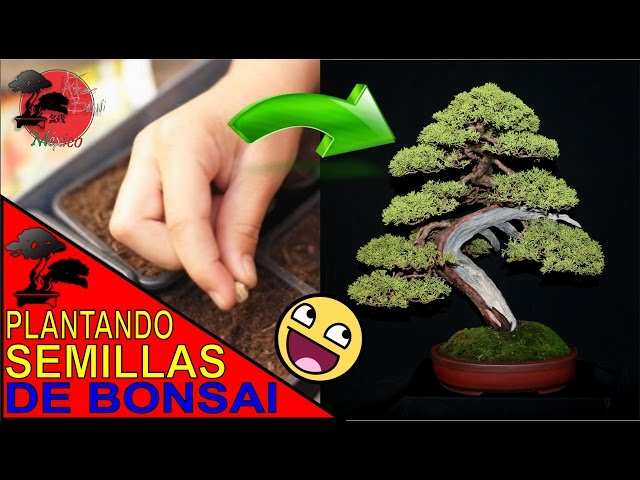 Cmo hacer un bonsi a partir de semillas