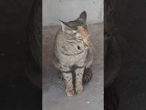 cat yawn #cat #cats