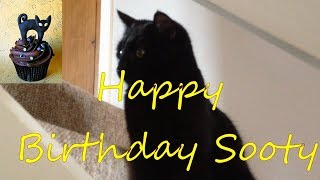 Sooty's Birthday Celebration || Cute Cat's Birthday || mrcreativequarter