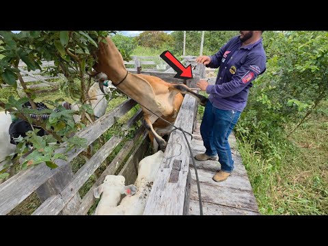VACA DOIDA ACERTOU ELE @XINGURUSTICO ! Tivemos que tirar todo o gado da nossa fazenda