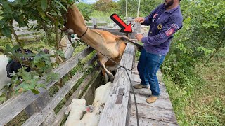 VACA DOIDA ACERTOU ELE @XINGURUSTICO ! Tivemos que tirar todo o gado da nossa fazenda