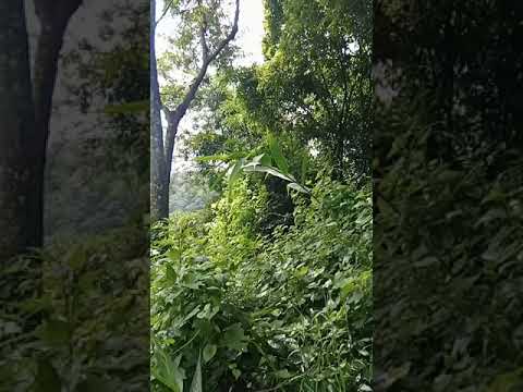 Favang a hnai leh ta e. Rengchal, Ngirtling, Lelte..