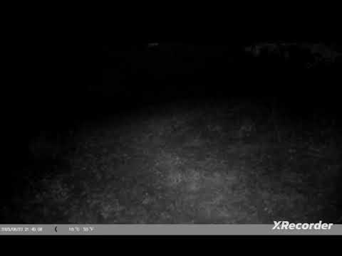 Thiu i eger ne fshatin Kapre te Opojes#Kapre#Opoj#Wildboar#Hunting#boar#2025#wildboar#Hunting#