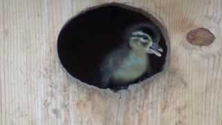 preview picture of video 'WOOD DUCKS HATCHING IN THE TREASURE VALLEY'