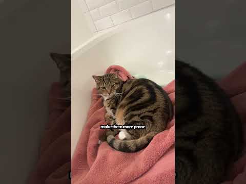 What To Do for Male Cat Urinary Blockage | The Pack