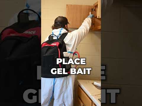 Quick Look | How We Combat Nightmare Cockroach Infestations🪳#shorts #cockroach #roach