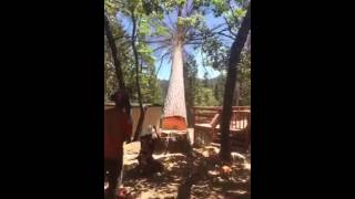 faze tari precizie la taiat copac