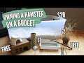 Owning a Hamster on a BUDGET
