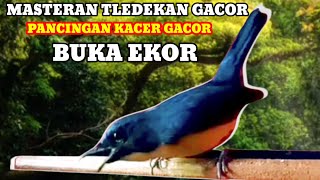 Download lagu Bikin Kacer Emosi❗Masteran Terbaik Tledekan Gunung Gacor Full Isian Mewah mp3