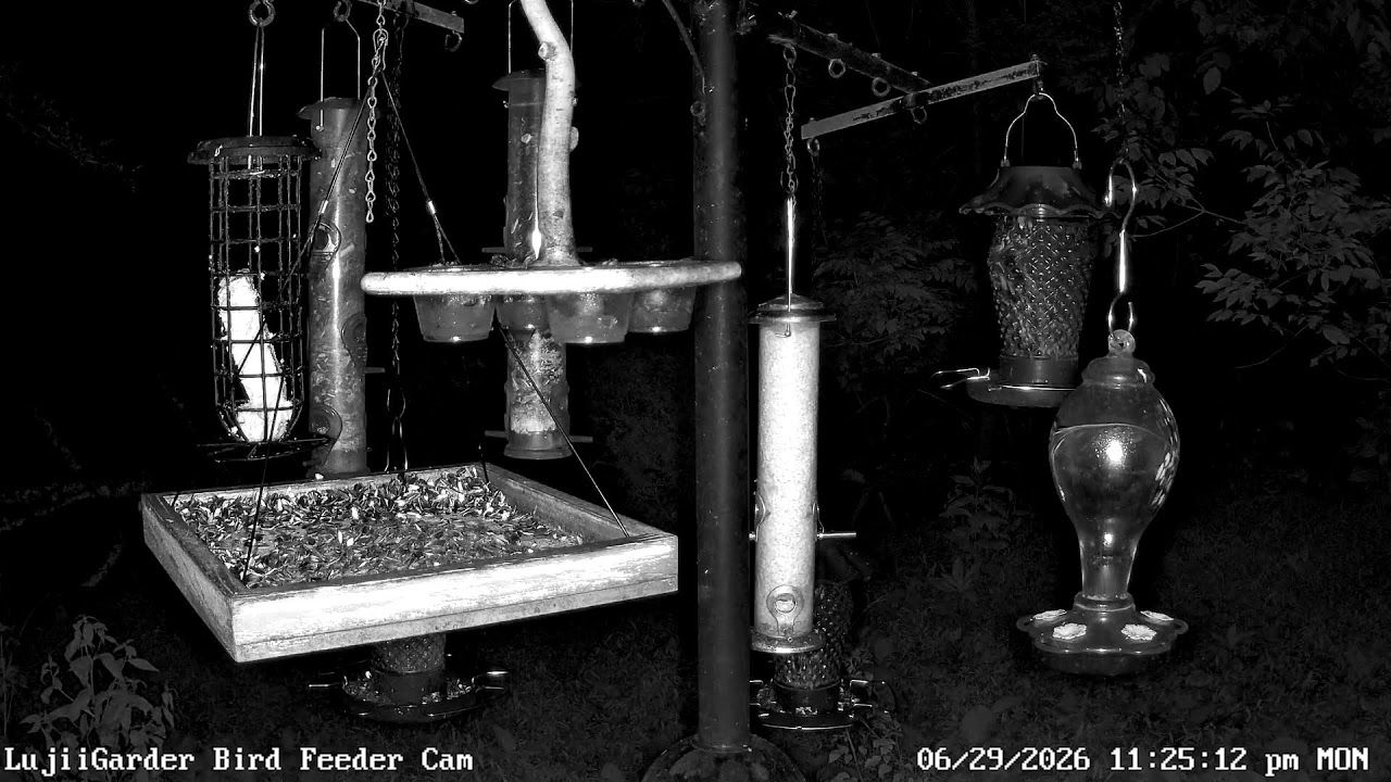 Live webcam view of Cámara del comedero de pájaros LujiiGarden