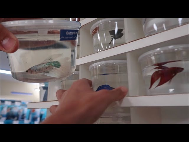 BETTA FISH SHOPPING! *EXOTIC FISH FEEDING*