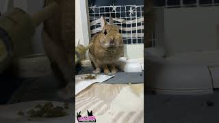 最初は抱っこして固定してたけどご飯の味を覚えた後はこんな感じ🐇