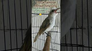 Download lagu trucuk muda hutan masih cemotan belajar gacor. #trucukanmudahutan #trucukancemotan mp3 Download lagu trucuk muda hutan masih cemotan belajar gacor. #trucukanmudahutan #trucukancemotan mp3