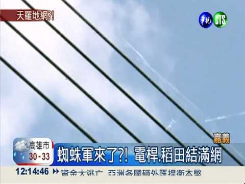 蜘蛛軍入侵? 嘉義滿天飄蜘蛛絲