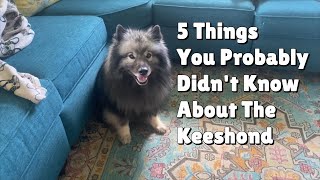 5 Things You Probably Didn't Know About The Keeshond