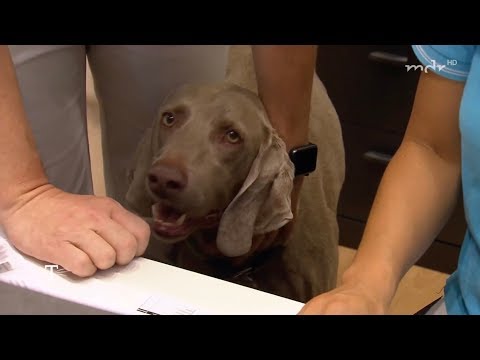 Hündin Lotte ist Zahnarzthelferin - Zahnarzt Osterholz-Scharmbeck (OHZ)