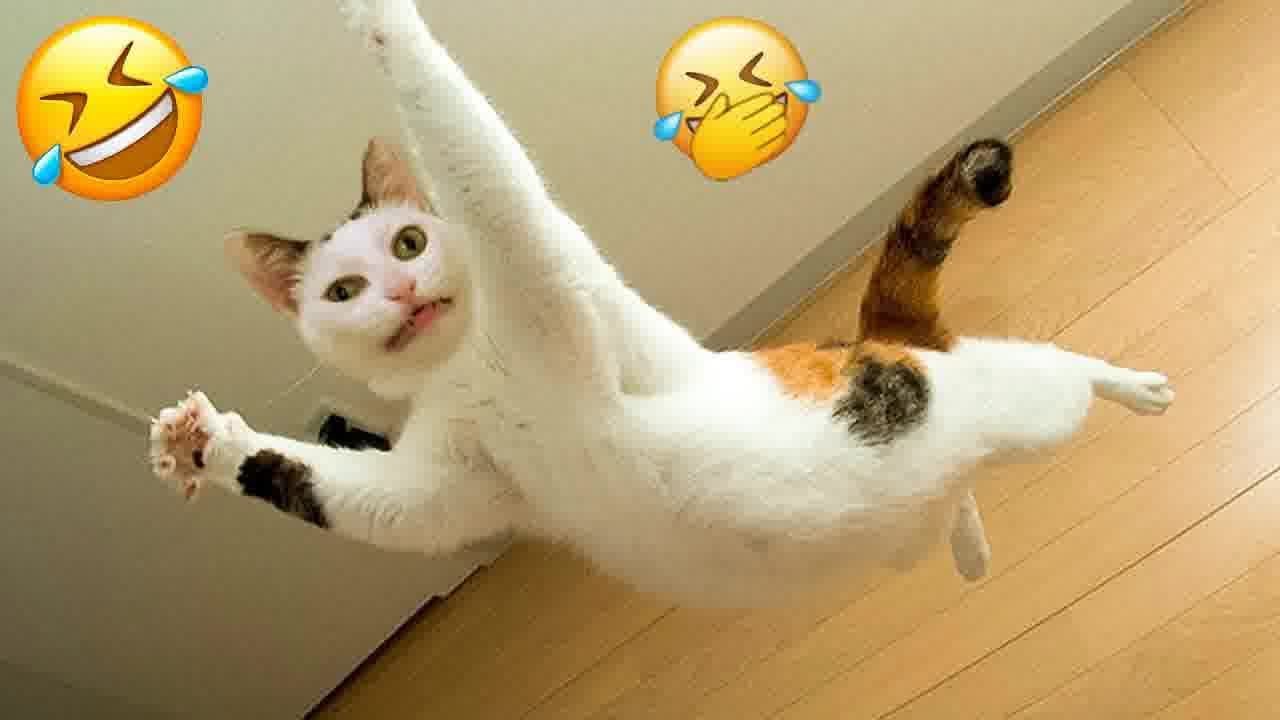 Try Not To Laugh😻🐈Funniest Cats and Dogs 2024🤣