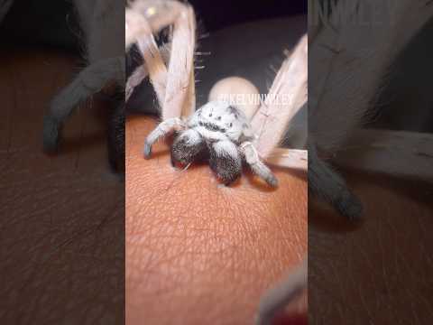 Spiders Biting Down! 😬