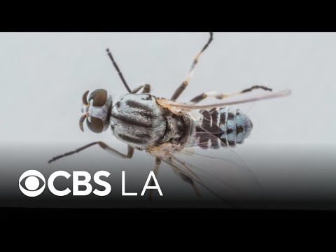 Tiny eye-biting fly population surges in San Gabriel Valley