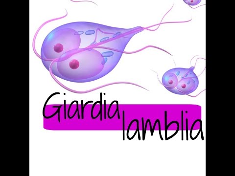 gyógyszerek a paraziták Giardia)