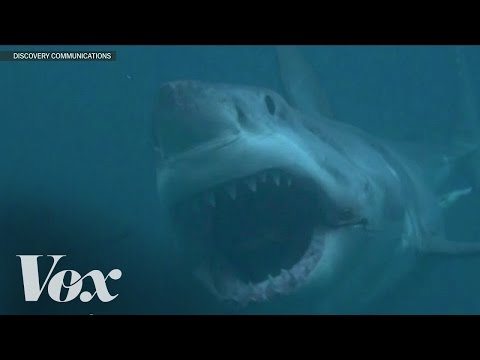 Does Megalodon still exist? Shark Week debunked