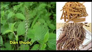 PQA Hy Thiêm Bài Thuốc Quý Tăng cường sức khỏe Xương Khớp