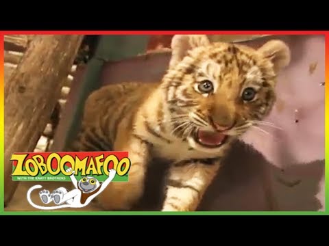 🐆 Zoboomafoo 132 | Spots And Stripes | Animal shows for kids | Full Episode | HD 🐆