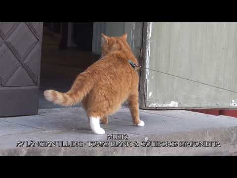 Gamla Linköping 12 juni 2022