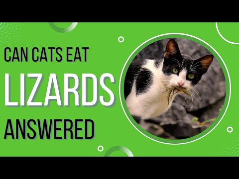 Can Cats Eat Lizards?| What to do if My Cat Has Eaten a Lizard?