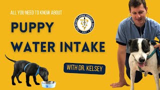 Dr. Kelsey Talks Puppy Water Intake