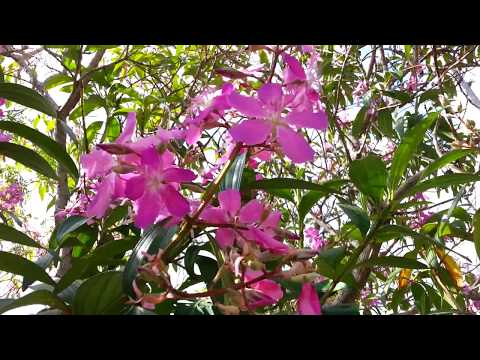 Tibouchina Noelene - Glory Bush HD 07